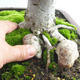 Venkovní bonsai - Lípa srdčitá - Tilia cordata 404-VB2019-26718 - 5/5