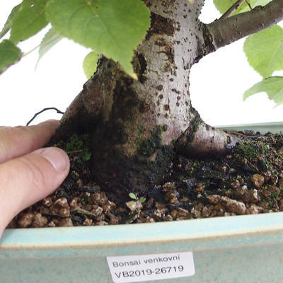 Venkovní bonsai - Lípa srdčitá - Tilia cordata 404-VB2019-26719 - 5