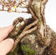 Venkovní bonsai - Zlatice - Forsythia intermedia maluch - 5/5