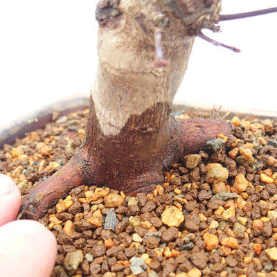 Venkovní bonsai - Javor palmatum DESHOJO - Javor dlanitolistý - 5