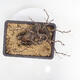 Venkovní bonsai -Larix decidua - Modřín opadavý - 5/5