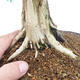 Venkovní bonsai - Juniperus chinensis -Jalovec čínský - 5/6