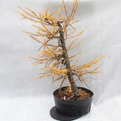 Venkovní bonsai -Modřín opadavý - Larix decidua - 5
