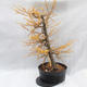 Venkovní bonsai -Modřín opadavý - Larix decidua - 5/6