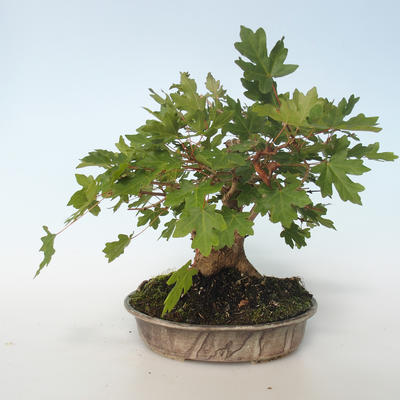 Venkovní bonsai-Acer campestre-Javor babyka 408-VB2019-26807 - 5