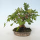 Venkovní bonsai-Acer campestre-Javor babyka 408-VB2019-26807 - 5/5