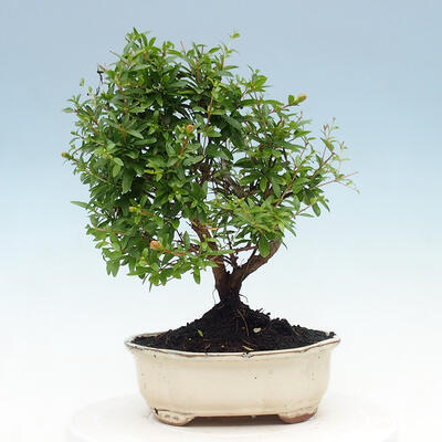 Pokojová bonsai-PUNICA granatum nana-Granátové jablko - 5