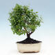 Pokojová bonsai-PUNICA granatum nana-Granátové jablko - 5/6