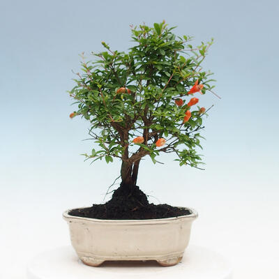 Pokojová bonsai-PUNICA granatum nana-Granátové jablko - 5