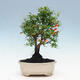 Pokojová bonsai-PUNICA granatum nana-Granátové jablko - 5/6