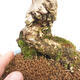 Venkovní bonsai - Zlatice - Forsythia intermedia Week End - 5/5