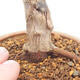 Venkovní bonsai - Javor palmatum DESHOJO - Javor dlanitolistý - 5/6