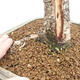 Venkovní bonsai -Larix decidua - Modřín opadavý - 5/7