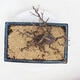 Venkovní bonsai -Larix decidua - Modřín opadavý - 5/5