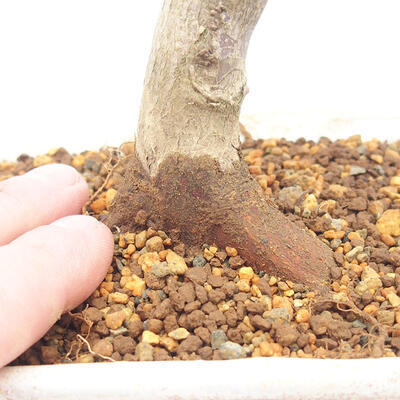 Venkovní bonsai - Javor palmatum DESHOJO - Javor dlanitolistý - 5