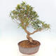 Pokojová bonsai - Ficus nerifolia -  malolistý fíkus - 5/5