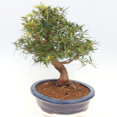 Pokojová bonsai - Ficus nerifolia -  malolistý fíkus - 5
