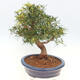 Pokojová bonsai - Ficus nerifolia -  malolistý fíkus - 5/6