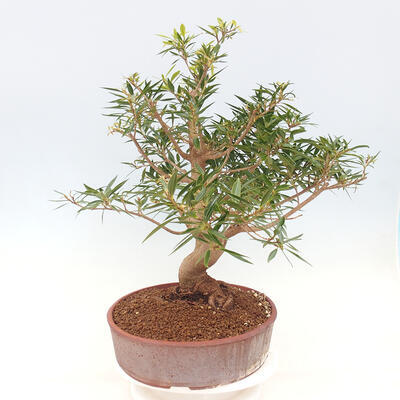 Pokojová bonsai - Ficus nerifolia -  malolistý fíkus - 5