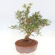 Pokojová bonsai - Ficus nerifolia -  malolistý fíkus - 5/5