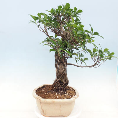 Pokojová bonsai - Ficus kimmen -  malolistý fíkus - 5
