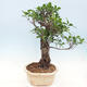 Pokojová bonsai - Ficus kimmen -  malolistý fíkus - 5/6
