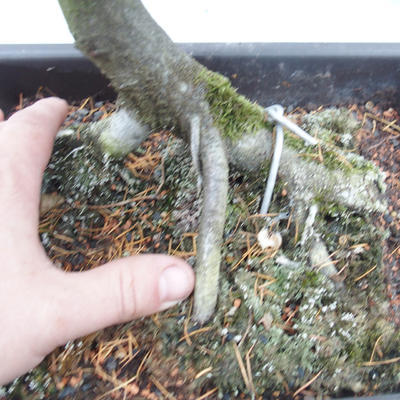 Venkovní bonsai -Habr obecný - Carpinus carpinoides - 5