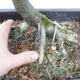 Venkovní bonsai -Habr obecný - Carpinus carpinoides - 5/5