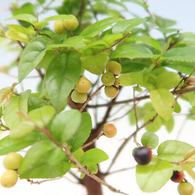 Pokojová bonsai - Sagerécie thea - Sagerécie thea - 5