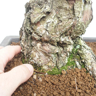 Venkovní bonsai - Pinus parviflora - borovice drobnokvětá - 5