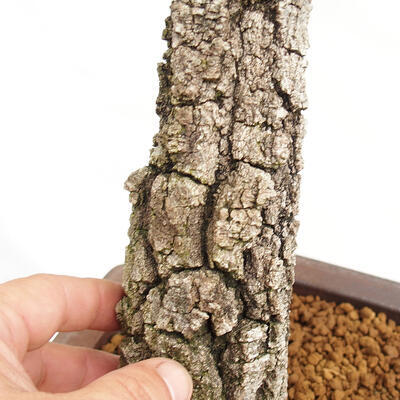 Venkovní bonsai Quercus Cerris - Dub Cer - 5