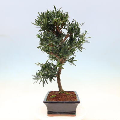 Pokojová bonsai - Podocarpus - Kamenný tis - 5