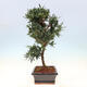Pokojová bonsai - Podocarpus - Kamenný tis - 5/7