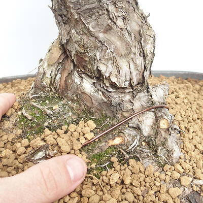 Venkovní bonsai - Pinus parviflora - borovice drobnokvětá - 5