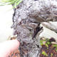 Venkovní bonsai -Borovice lesní - Pinus sylvestris - 5/7