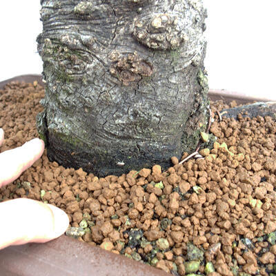 Venkovní bonsai Quercus Cerris - Dub Cer - 5