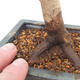Venkovní bonsai - Javor palmatum DESHOJO - Javor dlanitolistý - 5/6