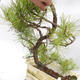 Venkovní bonsai -Borovice lesní - Pinus sylvestris - 5/7