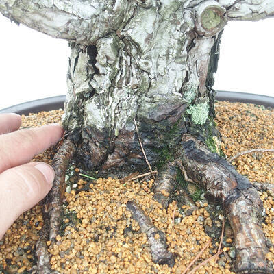Venkovní bonsai - Pinus thunbergii - Borovice thunbergova - 5
