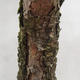 Venkovní bonsai -Borovice lesní - Pinus sylvestris - 5/6