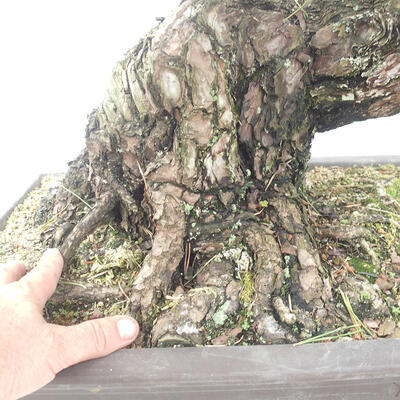 Venkovní bonsai - Pinus thunbergii - Borovice thunbergova - 5