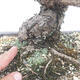 Venkovní bonsai - Pinus thunbergii - Borovice thunbergova - 5/5