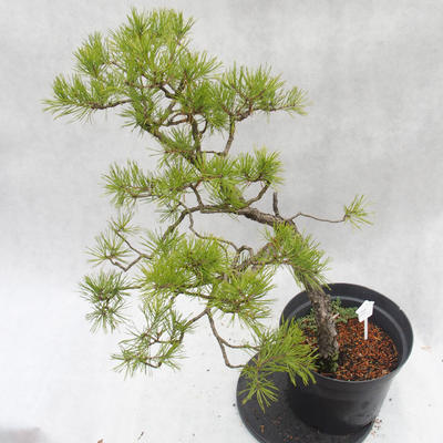 Venkovní bonsai -Borovice lesní - Pinus sylvestris - 5