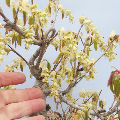 Venkovní bonsai - Lískoveček - Corylopsis Spicata - 5