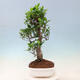 Pokojová bonsai - Ficus kimmen -  malolistý fíkus - 5/5