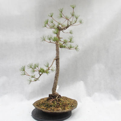 Venkovní bonsai -Borovice lesní - Pinus sylvestris - 5