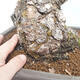 Venkovní bonsai - Pinus parviflora - borovice drobnokvětá - 5/5
