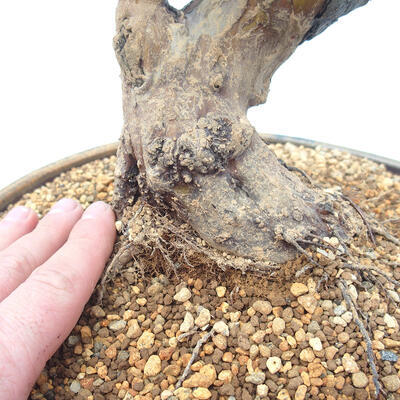 Venkovní  bonsai -  Pseudocydonia sinensis - Kdouloň čínská - 5