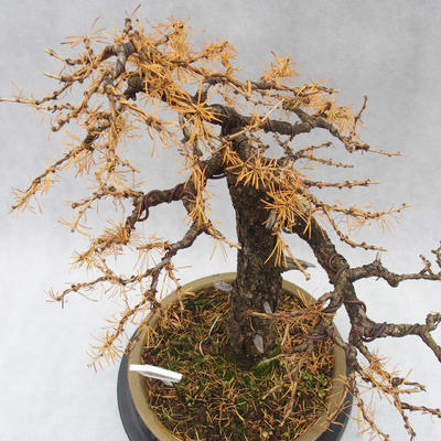 Venkovní bonsai -Modřín opadavý- Larix decidua - 5