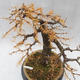 Venkovní bonsai -Modřín opadavý- Larix decidua - 5/7